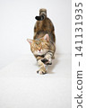A cat stretching in a pose; American Shorthair, Brown Patched Tabby 141131935