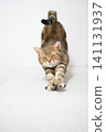 A cat stretching in a pose; American Shorthair, Brown Patched Tabby 141131937