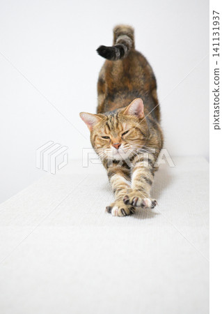 A cat stretching in a pose; American Shorthair, Brown Patched Tabby A cat stretching in a pose; American Shorthair, Brown Patched Tabby 141131937