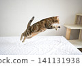 American Shorthair playing by jumping dynamically indoors 141131938