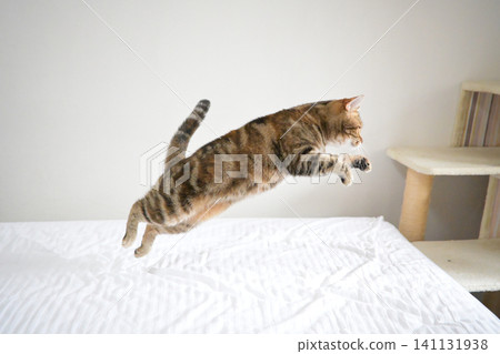 American Shorthair playing by jumping dynamically indoors American Shorthair playing by jumping dynamically indoors 141131938