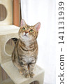The beautiful coat and gaze of the American Shorthair, a curious cat 141131939