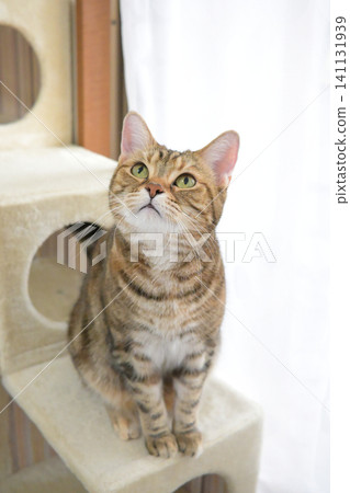 The beautiful coat and gaze of the American Shorthair, a curious cat The beautiful coat and gaze of the American Shorthair, a curious cat 141131939