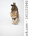 A cat stretching in a pose; American Shorthair, Brown Patched Tabby 141131940