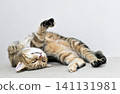 Relaxed expression of a napping cat 141131981