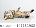 Relaxed expression of a napping cat 141131982