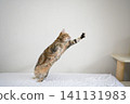 American Shorthair playing by jumping dynamically indoors 141131983