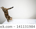 American Shorthair playing by jumping dynamically indoors 141131984
