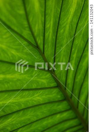 Close-up of a green leaf illuminated from behind by sunlight. Detailed leaf veins, translucent natural texture, fresh organic background, macro nature pattern with vibrant green tones Close-up of a green leaf illuminated from behind by sunlight. Detailed leaf veins, translucent natural texture, fresh organic background, macro nature pattern with vibrant green tones 141132043