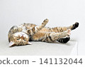 Relaxed expression of a napping cat 141132044