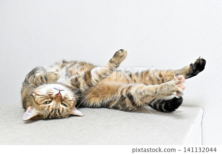 Relaxed expression of a napping cat Relaxed expression of a napping cat 141132044