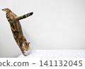 American Shorthair playing by jumping dynamically indoors 141132045