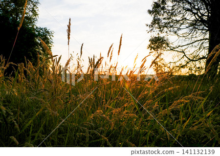 Tall, dry field grass is illuminated by a warm, golden sunset in a peaceful countryside landscape. Tall, dry field grass is illuminated by a warm, golden sunset in a peaceful countryside landscape. 141132139
