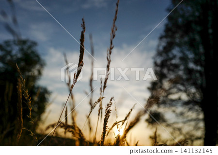 Tall, dry field grass is illuminated by a warm, golden sunset in a peaceful countryside landscape. Tall, dry field grass is illuminated by a warm, golden sunset in a peaceful countryside landscape. 141132145