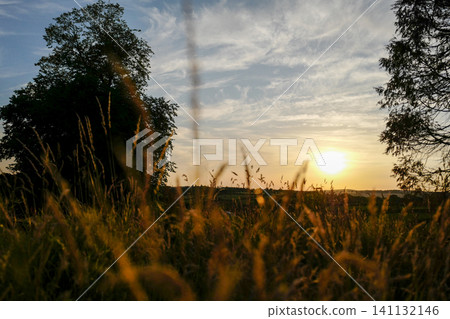 Tall, dry field grass is illuminated by a warm, golden sunset in a peaceful countryside landscape. Tall, dry field grass is illuminated by a warm, golden sunset in a peaceful countryside landscape. 141132146
