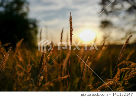 Tall, dry field grass is illuminated by a warm, golden sunset in a peaceful countryside landscape. 141132147