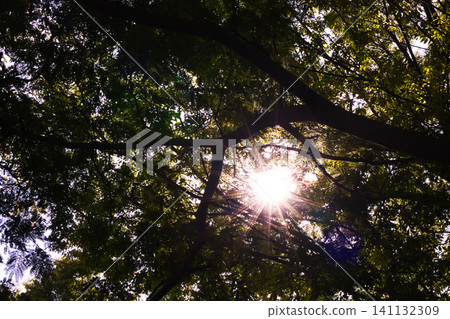 The autumn sun peeking through the trees The autumn sun peeking through the trees 141132309