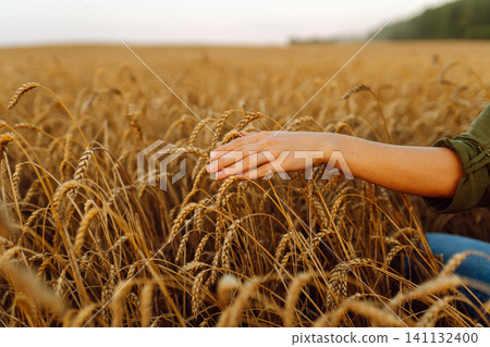 Beautiful woman farmer checks the quality of wheat. Agriculture, gardening or ecology concept. Beautiful woman farmer checks the quality of wheat. Agriculture, gardening or ecology concept. 141132400
