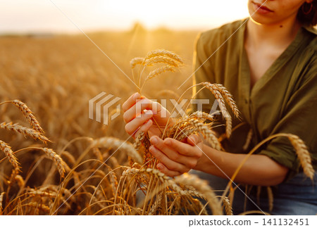 Beautiful woman farmer checks the quality of wheat. Agriculture, gardening or ecology concept. Beautiful woman farmer checks the quality of wheat. Agriculture, gardening or ecology concept. 141132451
