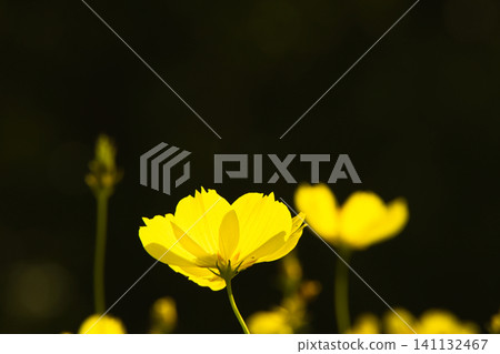陽光下閃耀著金燦燦的波斯菊 陽光下閃耀著金燦燦的波斯菊 141132467