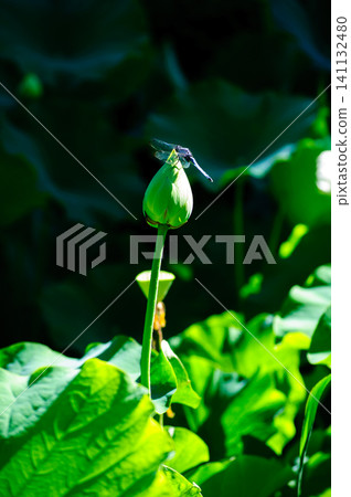 A summer scene of a dragonfly perched on a lotus bud. A summer scene of a dragonfly perched on a lotus bud. 141132480