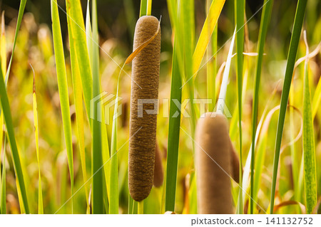 Cattail spikes that resemble dark brown sausages Cattail spikes that resemble dark brown sausages 141132752