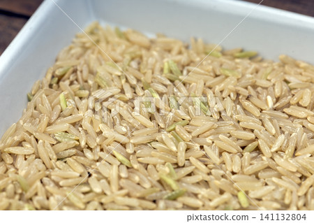 Hommali brown rice and white hommali rice grains close-up on white plate, soft background blur, food ingredient concept for Thai jasmine rice nutrition Hommali brown rice and white hommali rice grains close-up on white plate, soft background blur, food ingredient concept for Thai jasmine rice nutrition 141132804