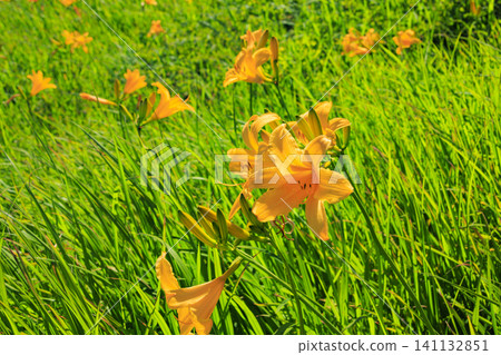 Daylilies in full bloom at Midagahara Marsh on Mt. Gassan Daylilies in full bloom at Midagahara Marsh on Mt. Gassan 141132851