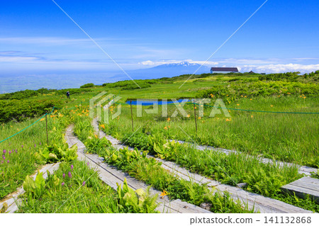 月山彌陀原濕原盛開的黃花菜 月山彌陀原濕原盛開的黃花菜 141132868