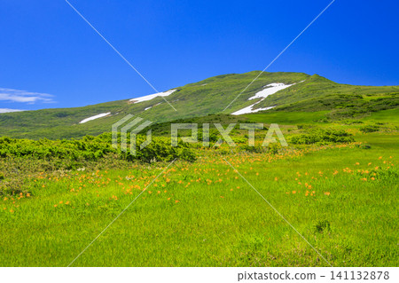 Daylilies in full bloom at Midagahara Marsh on Mt. Gassan 141132878