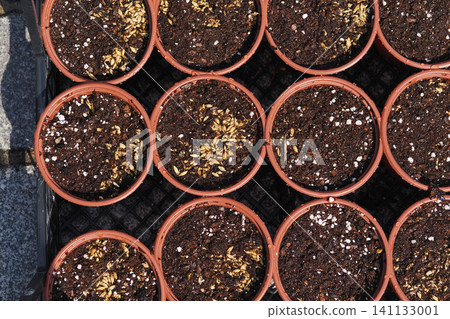 Vibrant garden pots waiting for new sprouts in sunlight Vibrant garden pots waiting for new sprouts in sunlight 141133001