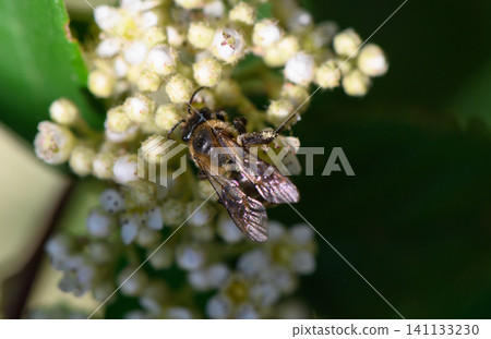 Female Horned Mason Bee Osmia cornuta Closely Covered with Yellow Pollen Grains Female Horned Mason Bee Osmia cornuta Closely Covered with Yellow Pollen Grains 141133230
