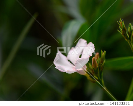 Nerium oleander known for beautiful flowers all parts highly poisonous sun loving ornamental shrub 141133231