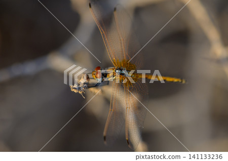 Dragonfly Resting on a Blooming Flower in Golden Light Dragonfly Resting on a Blooming Flower in Golden Light 141133236
