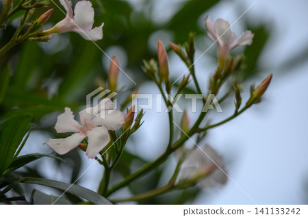 White Oleander Nerium oleander Flower Cluster with Pink-Edged Petals and Dark Green Foliage White Oleander Nerium oleander Flower Cluster with Pink-Edged Petals and Dark Green Foliage 141133242