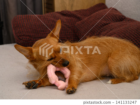 Small terrier-like dog playing with a pink toy outdoors Small terrier-like dog playing with a pink toy outdoors 141133247