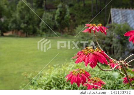 Vibrant red poinsettia flowers blooming in a lush green garden in Dalat Vietnam with a blurred lawn and trees in the background. Vibrant red poinsettia flowers blooming in a lush green garden in Dalat Vietnam with a blurred lawn and trees in the background. 141133722