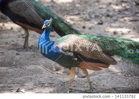 A male Indian peafowl with vibrant blue and green feathers walking on the ground A male Indian peafowl with vibrant blue and green feathers walking on the ground 141133782