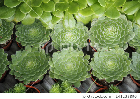This plant is a Aeonium tabuliforme, commonly known as the flat topped aeonium or saucer plant This plant is a Aeonium tabuliforme, commonly known as the flat topped aeonium or saucer plant 141133896