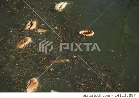 Floating bread on dirty water surface in urban area 141133897