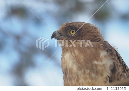 Short toed Snake Eagle looks towards the sky during daylight hours Short toed Snake Eagle looks towards the sky during daylight hours 141133935