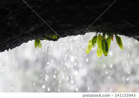 Water droplets fall from rocks near green leaves Water droplets fall from rocks near green leaves 141133943
