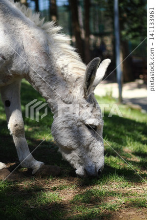 Donkey grazes on grass in a sunny outdoor area Donkey grazes on grass in a sunny outdoor area 141133961