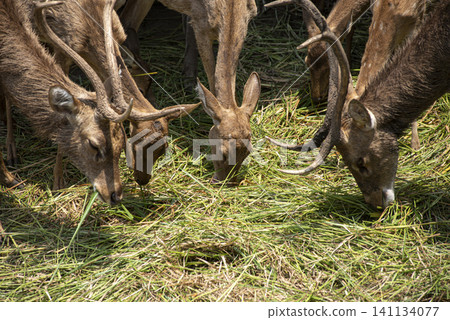 Four deer are eating grass in a field Four deer are eating grass in a field 141134077