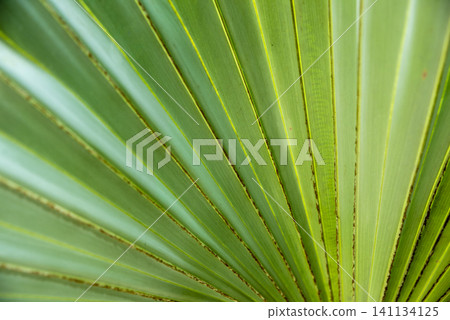 Close-up of a green palm leaf showing geometric patterns and natural texture Close-up of a green palm leaf showing geometric patterns and natural texture 141134125