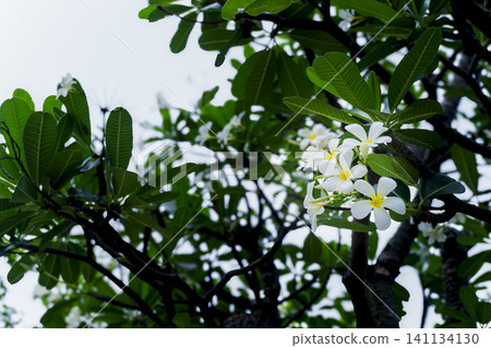 White plumeria flowers blooming among lush green leaves in a tropical garden 141134130