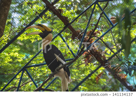 Great hornbill perched on a tree branch inside an aviary enclosure Great hornbill perched on a tree branch inside an aviary enclosure 141134137