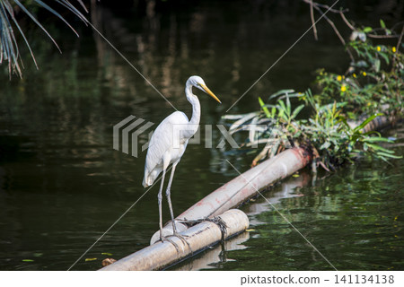 White egret standing on a pipe above a pond in a calm natural setting White egret standing on a pipe above a pond in a calm natural setting 141134138