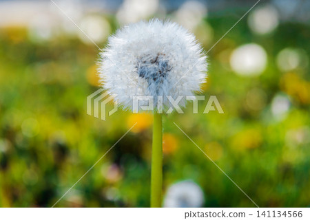 Spring flowers with blurred background. Spring flowers with blurred background. 141134566