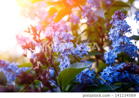 Spring flowers with blurred background. Spring flowers with blurred background. 141134569